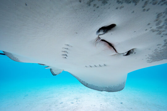 Pink Whipray
