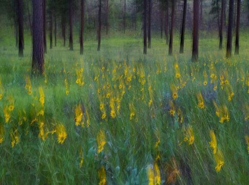 Abstract of wildflower meadow and ponderosa pine forest