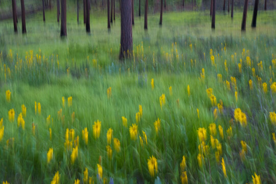 Abstract of wildflower meadow and ponderosa pine forest