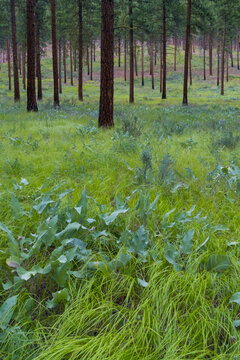 Ponderosa pine forest and grassland