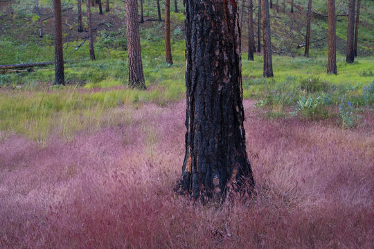 Ponderosa pine forest and grassland