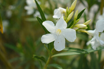 Nerium oleander in bloom, White siplicity bunch of flowers and green leaves on branches, Nerium Oleander shrub white flowers, ornamental shrub branches in daylight, bunch of flowers closeup