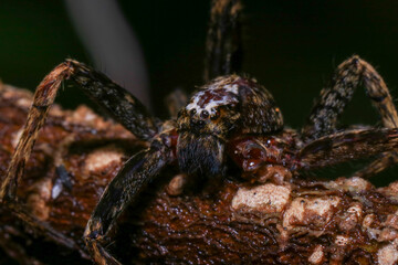 jumping spider on a branch in the rainforest 