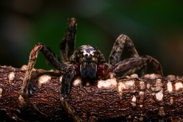 jumping spider on a branch in the rainforest 