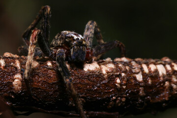 jumping spider on a branch in the rainforest 