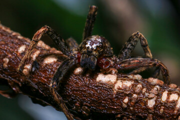 jumping spider on a branch in the rainforest 