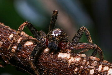 jumping spider on a branch in the rainforest 