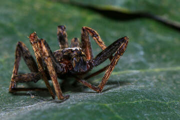 jumping spider on a branch in the rainforest 
