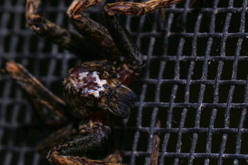 jumping spider on a branch in the rainforest 