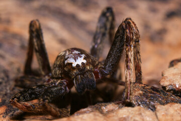 jumping spider on a branch in the rainforest 