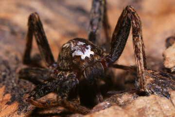 jumping spider on a branch in the rainforest 