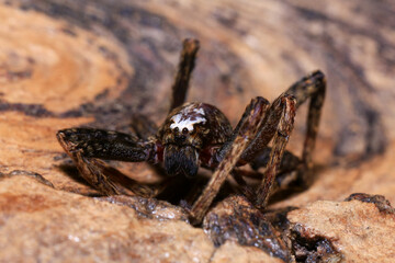 jumping spider on a branch in the rainforest 