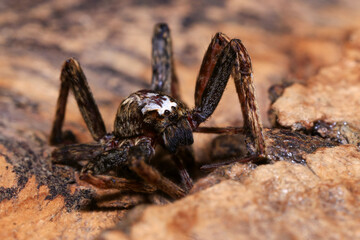 jumping spider on a branch in the rainforest 