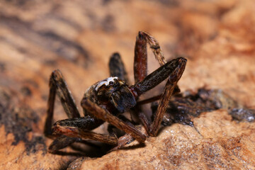 jumping spider on a branch in the rainforest 
