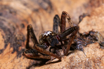 jumping spider on a branch in the rainforest 