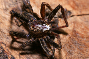 jumping spider on a branch in the rainforest 