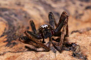 jumping spider on a branch in the rainforest 