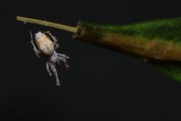 Naklejka premium jumping spider on a branch in the rainforest 