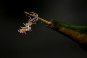 jumping spider on a branch in the rainforest 