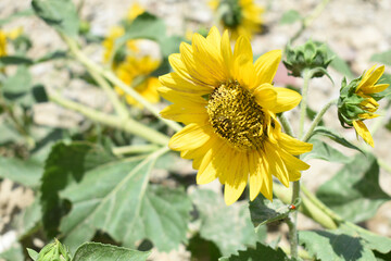 Closeup of a sunflower growing in a field of sunflowers during a nice sunny summer day, Sunflower natural background. flower blooming, Beautiful field of blooming sunflowers, Chakwal, Punjab, Pakistan