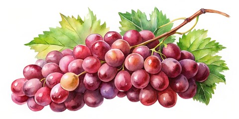 Obraz premium Watercolour of red grapes on a background , watercolor, bunch, grapes, red, fruit, painting, art,translucent, isolated