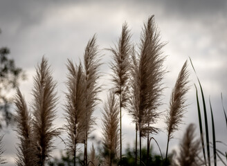 Backlit closeup of Cortaderia selloana commonly known as Pampas Grass, grown in South America