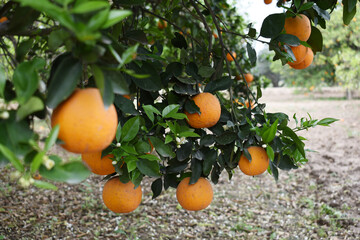 ripe oranges on tree, close-up of a beautiful orange tree with orange, fruit hanging on a tree, Close-up of ripe oranges hanging on a tree in an orange plantation garden, Chakwal, Punjab, Pakistan