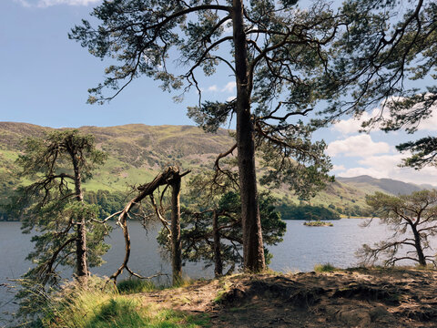 Trees on the edge of Ullswater, Lake District
