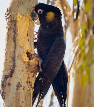 Yellow Tailed Black Cockatoo (Zanda funerea) bark shredding.