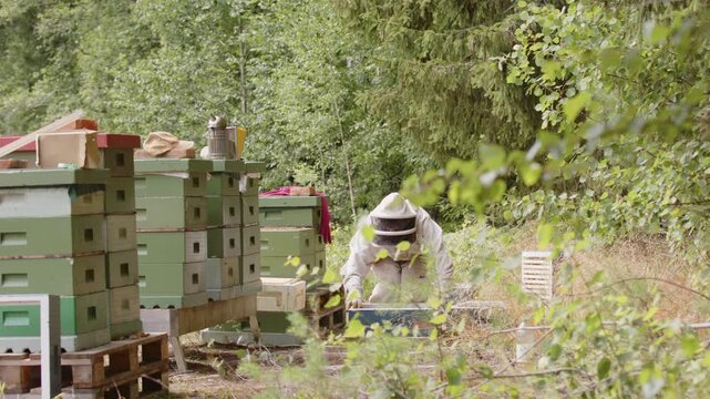 Beekeeper in protective white bee suit returns frames to beehive