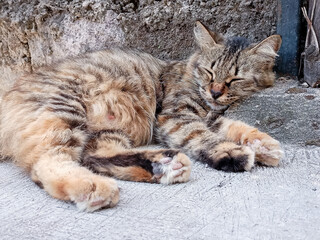 cute brown cat with golden eyes