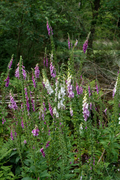 Common foxglove plants 