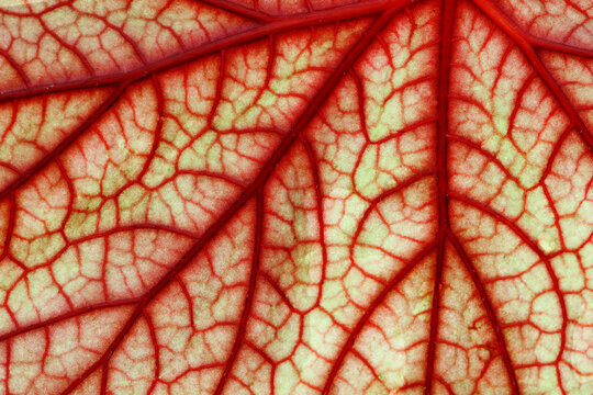 Beautiful leaf macro