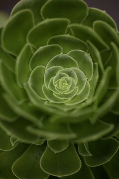 Green aeonium rosette
