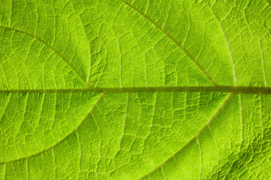 Green leaf background