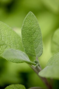 Fresh sage leaf