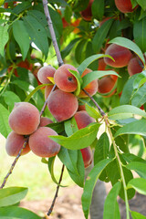 Fresh Ripe Peach fruits on a tree branch with leaves closeup, A bunch of ripe Peaches on a branch, Ripe delicious fruit peaches on the tree, Ripe sweet peach fruitson a tree, Chakwal, Punjab, Pakistan