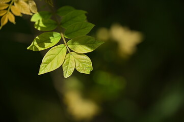 A sunlit branch covered in lush green leaves. The vibrant foliage reflects the bright daylight, showcasing the natural beauty of the plant.