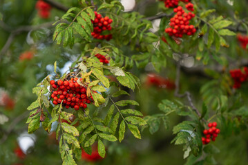 Czerwona jarzębina w lesie, tapeta.