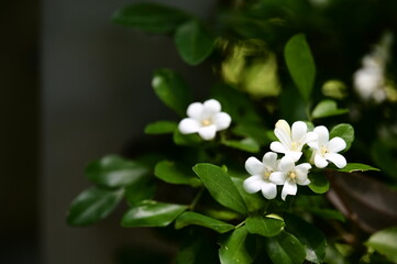 Close-up of Murraya paniculata, or Mock Orange, known for its fragrant flowers. Native to tropical Asia, it is widely found in Taiwan and southern China, valued for its aromatic blossoms.