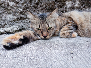 cute brown cat with golden eyes