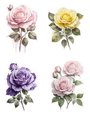 Watercolor bouquet of roses