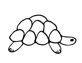 Simple vector drawing with black outline. Small turtle, amphibian animals, shell. Nature, zoo. Sketch in ink.