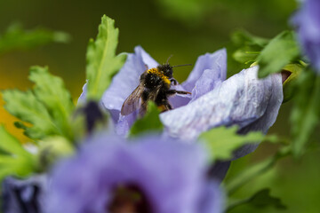 A close-up view of a bumblebee (bombus) in a light purple hibiscus flower in bloom
