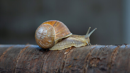 Grape snail on a tree.