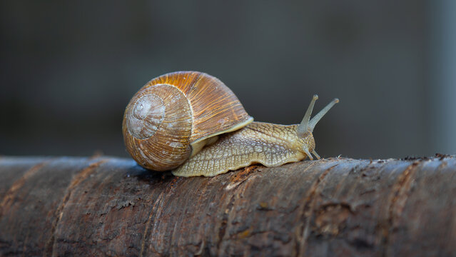 Grape snail on a tree.