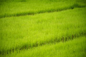 Young rice plants in the rice fields in the rainy season