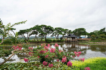 함평 원곡마을 연못 가에 핀 배롱나무꽃