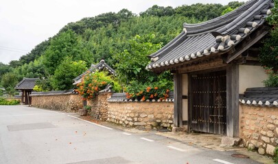 함평 모평한옥마을 골목길 담장에 핀 능소화