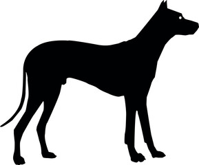 Pharaoh Hound Dog silhouette dog breeds logo dog monogram logo dog face vector.eps